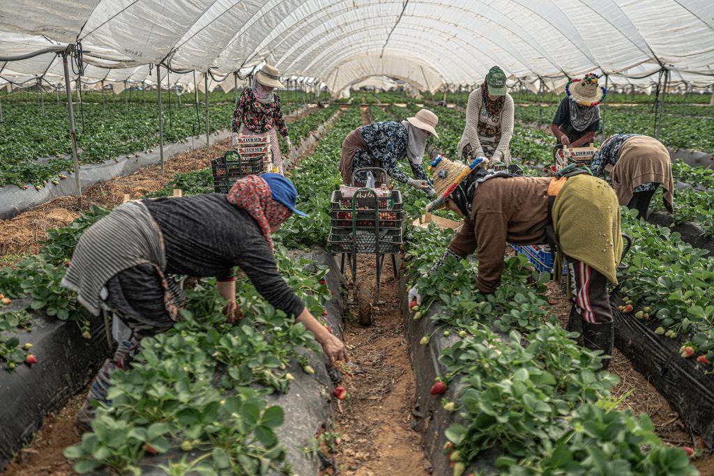 Centro CIELO publica volumen especial acerca de género y migración en temporeros/as agrícolas en revista de geografía