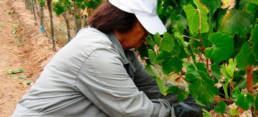 “Precariedad(es) del trabajo productivo y reproductivo de temporeras de la fruticultura del valle central de Chile: trayectorias biográficas laborales, personales y familiares, exclusiones e intersecciones de género, edad y nacionalidad” (FONDECYT Regular N° 1210665).